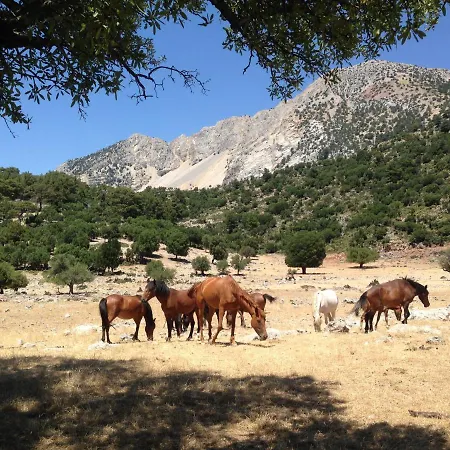 אתר קמפינג Babakamp Eco Ranch & Retreat פאטהיה