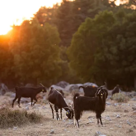 Babakamp Eco Ranch & Retreat אתר קמפינג פאטהיה